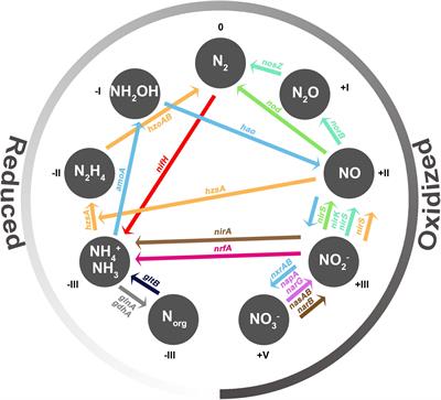 Processes and Microorganisms Involved in the Marine Nitrogen Cycle: Knowledge and Gaps